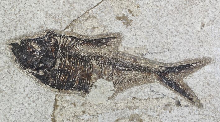 Bargain, Diplomystus Fossil Fish - Wyoming #67618